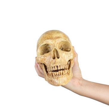 hand holding skull isolated on white background