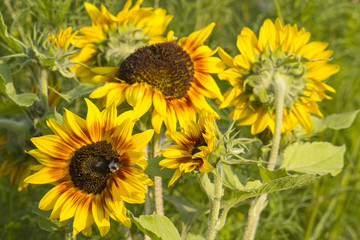 Naklejka premium sunflowers in the garden (Helianthus)