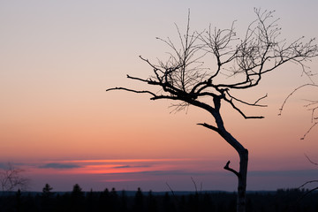 Small tree silhouette after sunset
