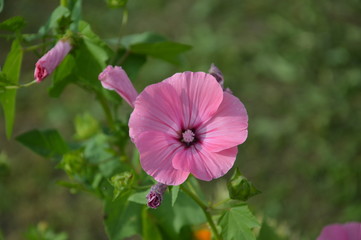 Лето брянское