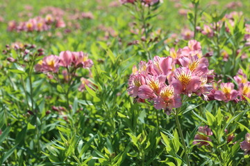 アルストロメリア