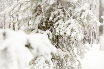  snowy fir branches.