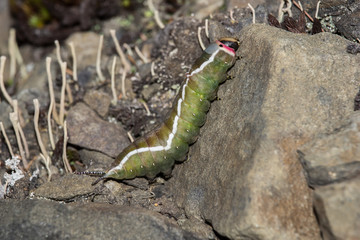 caterpillar
