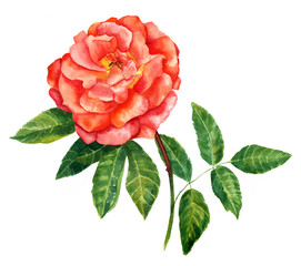 A vintage style watercolour drawing of a bright red rose