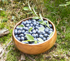 Blueberries in the Forest Grass
