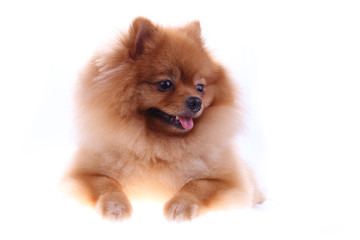 Fototapeta na wymiar brown pomeranian dog isolated on white background