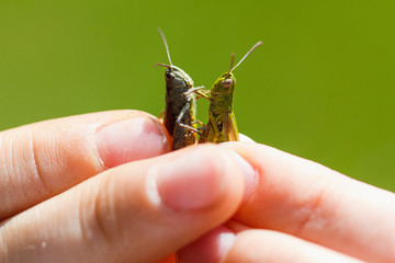 boy holding two grasshoppers in the summer day