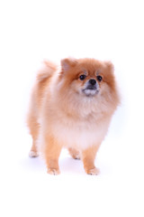 brown pomeranian dog isolated on white background