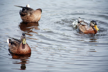 Wild Ducks