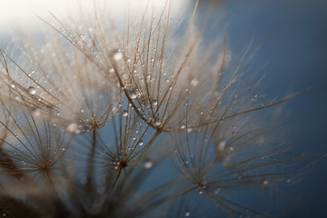 Beautiful dandelion with water drops on gray background