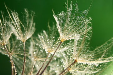 Beautiful dandelion with water drops on green background