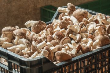 Грибы шиитаке