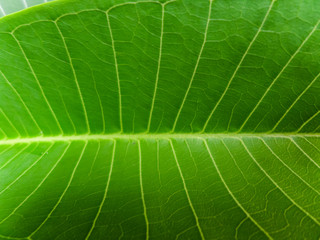 leaf background K