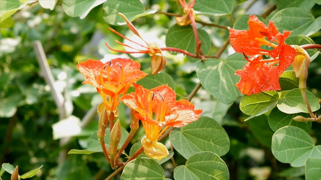 Pride of the Cape( Red bauhinia, African plume) flower with green bokeh background