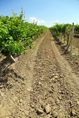 Vineyard plantation