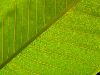 Fototapeta na wymiar leaf background H
