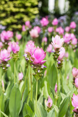 Siam Tulip flower in garden