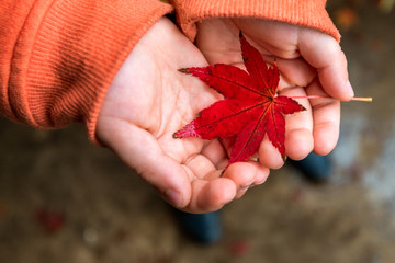 Autumn leaf in hands