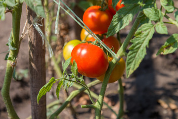 Growth tomato on tomato plants in garden
