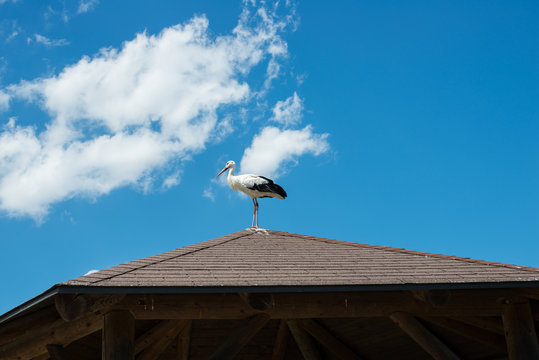 Storch auf dem Dach