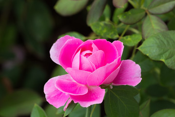 beautiful rose in garden