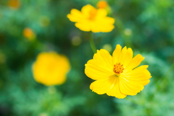 cosmos Flower