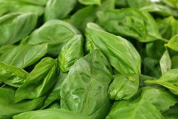 Green fresh leaves of basil close up