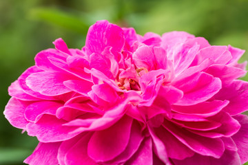 beautiful rose in garden