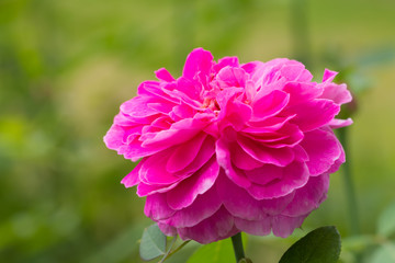 Fototapeta premium beautiful rose in garden