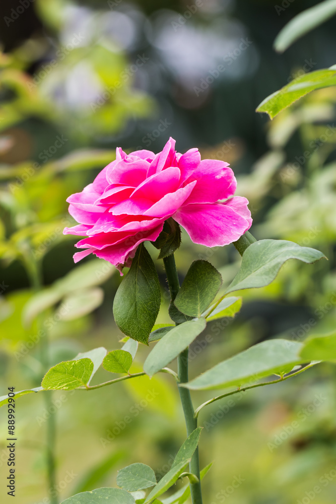 Wall mural beautiful rose in garden