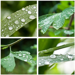 composition gouttes de pluie sur végétal
