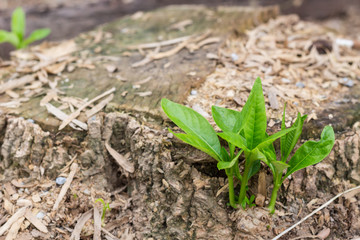 little tree