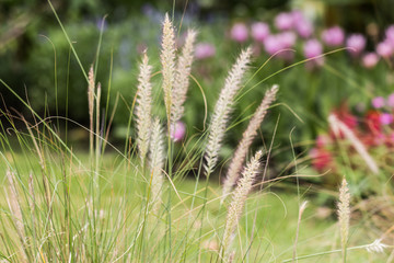 grass flower