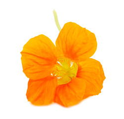 Fototapeta na wymiar Nasturtium Orange flower