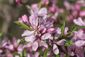 Blossom almond tree