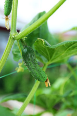 Green cucumbers hang on a green branch.