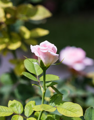 beautiful rose