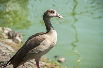 Naklejka na ściany i meble Egyptian goose on pond waters background in sunny day
