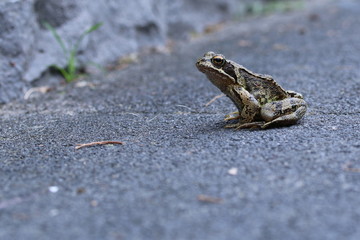 brown frog