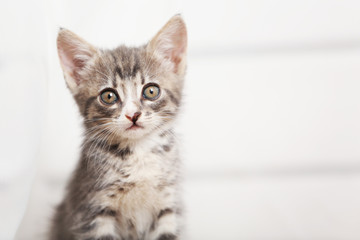 Cute gray kitten at home
