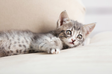 Cute gray kitten on sofa at home