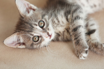 Cute gray kitten on sofa at home