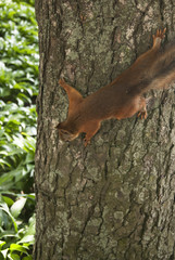 small squirrel on the tree eating nuts