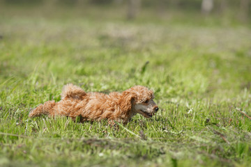 Red toy poodle puppy