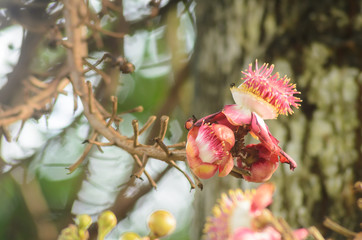 Fototapeta na wymiar flower of Cannon Ball Tree, Sal Tree, Sal of India