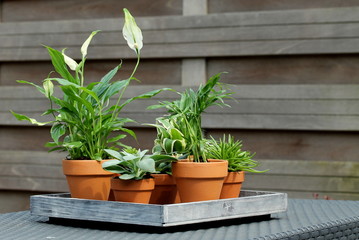 tray of mini plant