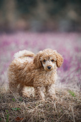 Red toy poodle puppy