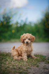 Red toy poodle puppy