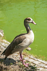 Naklejka na ściany i meble Egyptian goose on pond waters background in sunny day