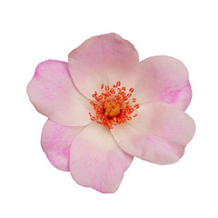 Naklejka premium Perfekte Blüte einer Wildrose vor weißem Hintergrund